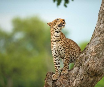 Zambia and Zimbabwe tours